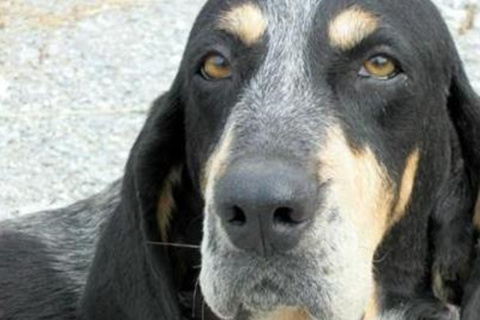 怎样才能饲养好黑褐猎浣熊犬,不了解的主人现在来学习吧_房子_山地