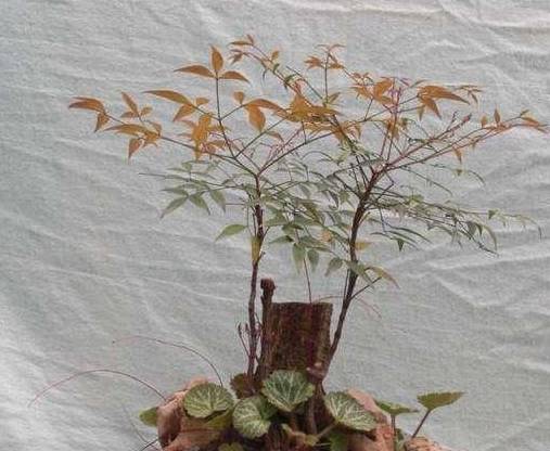 像南天竹这种植物是需要经常修剪的,从刚上盆开始就需要给它做造型,在