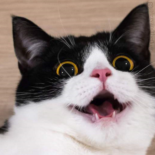 影帝级别的牛奶猫,两只圆圆的大眼睛,随手照一张都是表情包_猫咪_情绪