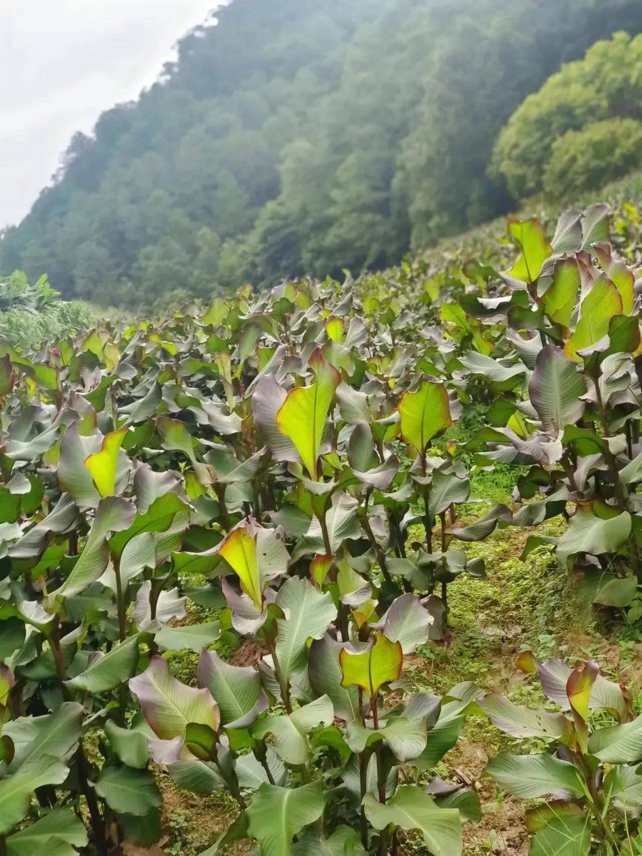 云南芭蕉芋长势喜人且枝繁叶茂 饱含淀粉造福一方被称植物界英雄