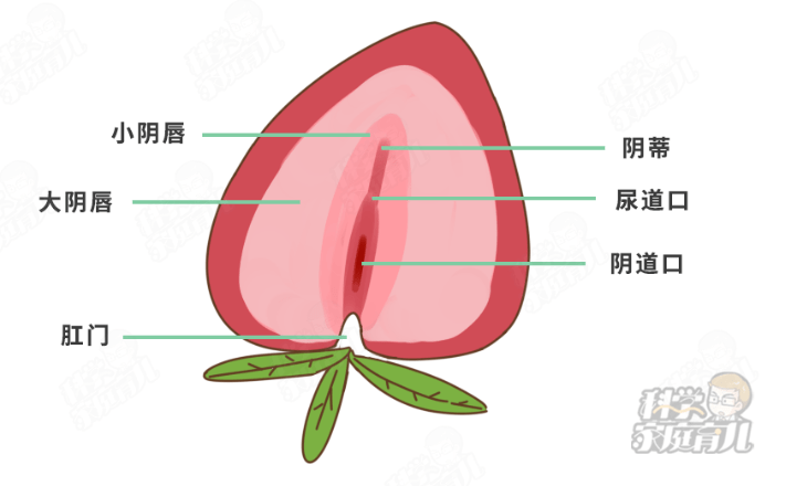 尿道口粘连图片