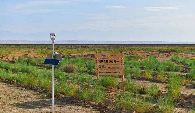 2016年,马云承诺:蚂蚁森林每年种1亿棵树,如今结果如何了?