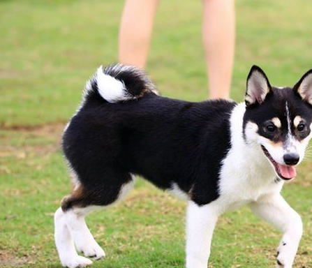黑色柴犬常被误认做阿拉斯加 行为居然比雪橇犬更蠢_uli_una_尾巴