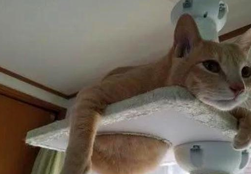 主人将瘦小橘猫交给奶奶,不想短短三个月,“橘猪”已收获啤酒肚 主人将瘦小橘猫交给奶奶,不想短短三个月,“橘猪”已收获啤酒肚