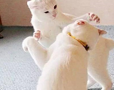 猫老大每天欺负家里其他喵，乐在其中，主人都快要崩溃了 