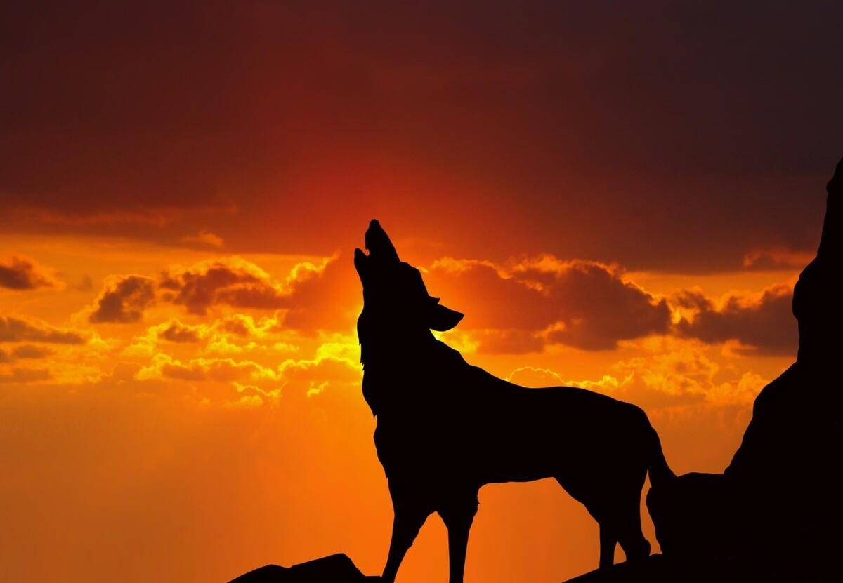 百狼围堵,36驾爬犁被困松花江雪道,人狼大战血洒"额赫口"_无敌_狼群