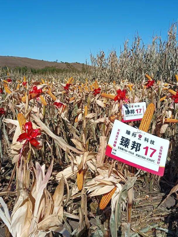 联合佳木斯水稻研究所共同选育的龙粳1624年度销售量已经成功突破