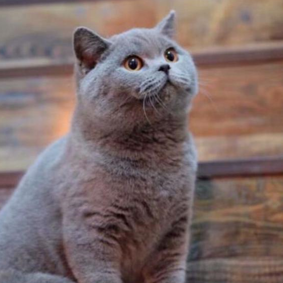 新手猫养掉毛好吗_新手猫养掉毛好不好_十大新手最好养的猫不掉毛/