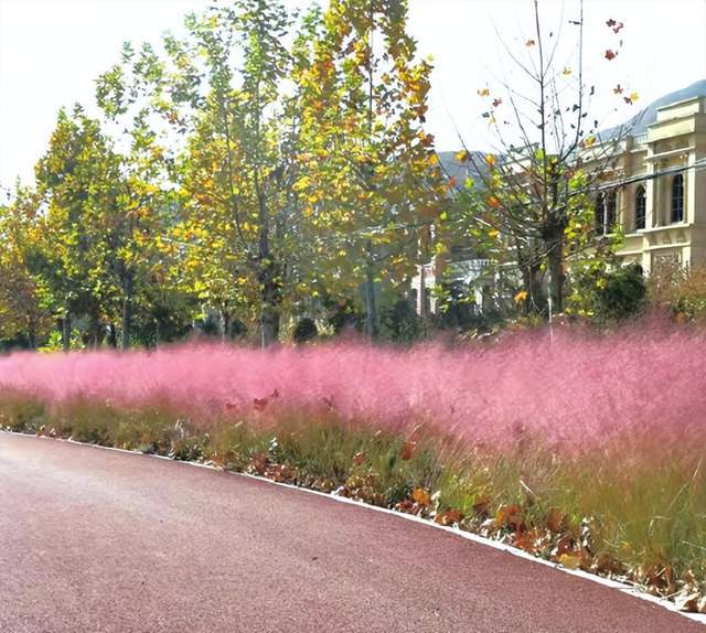 想要打造美丽景观?学习粉黛乱子草的种植养护技巧吧!_公园_花海_进行