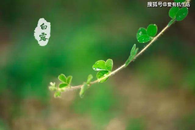 白露是什么意思，白露节气的特点和风俗
