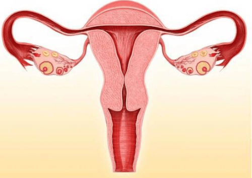 卵巢是女性重要的生殖器官,一方面承担着分泌性激素的作用,另一方面