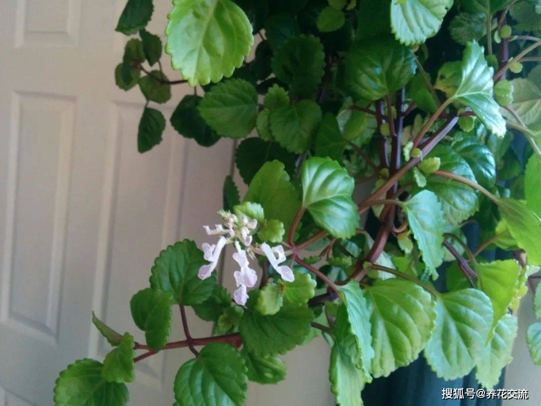 花叶都很好看的如意蔓,很适合养成常年翠绿的室内绿植_观赏植物_叶子