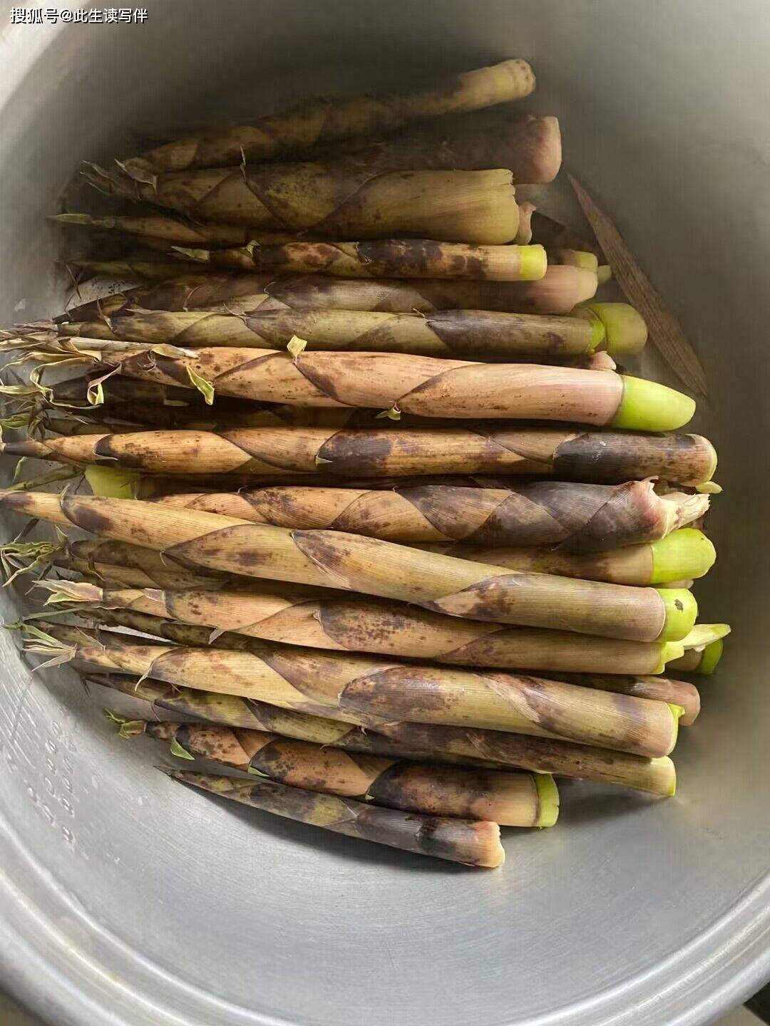 竹笋初生,何时称得林大秀?