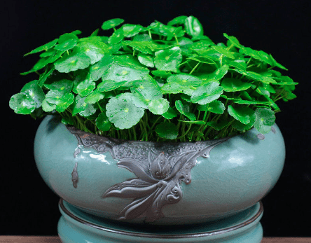 家里养什么花最旺财旺人_家人_是一种_绿色植物