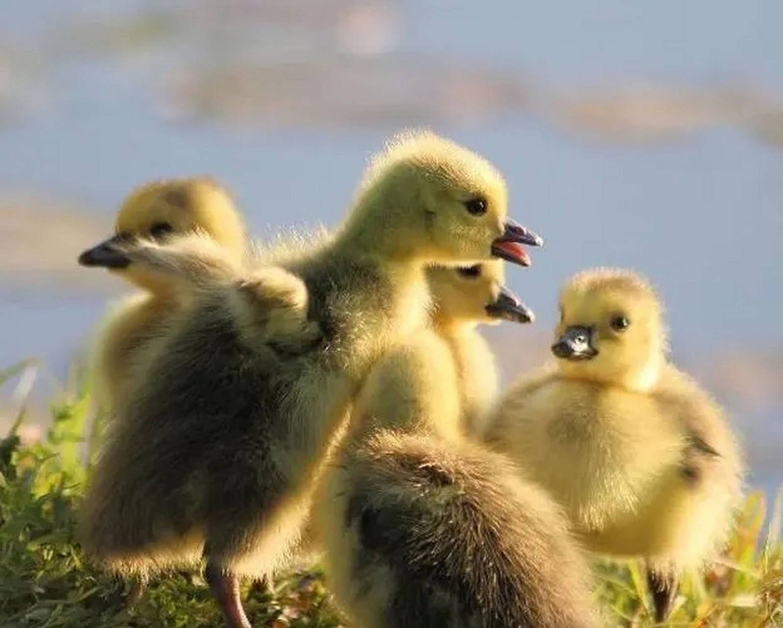 小鹅之间互相啄毛怎么办?小鹅互相啄毛有什么治疗方法?