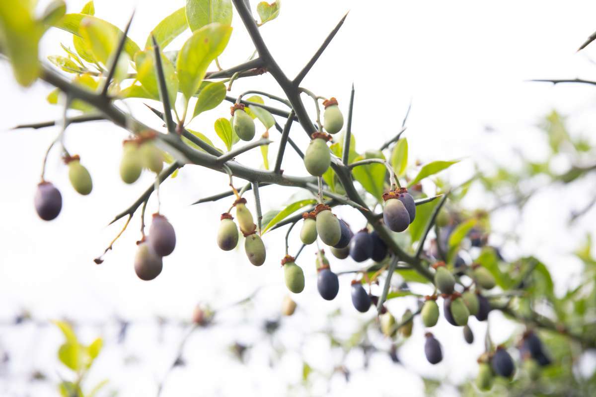植物医生科学验证民族成分 青刺果修红面膜带来敏肌福音_皮肤_产品