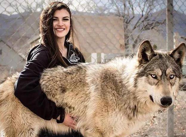 實驗結果讓人意外_人類_動物_狼群