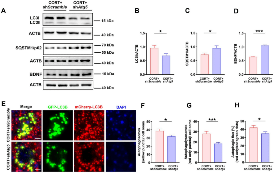 实现组织特异性干扰的辅助工具—mir30结构_shrna_基因_pol