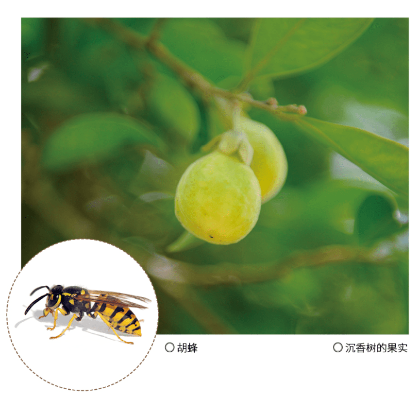 "一两沉香百两金",被香气拖累的大树——沉香_种子_胡蜂_中国