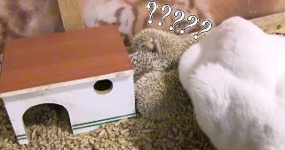 猫咪偷吃火腿肠,然后嫁祸给小猪 猫咪偷吃火腿肠,然后嫁祸给小猪
