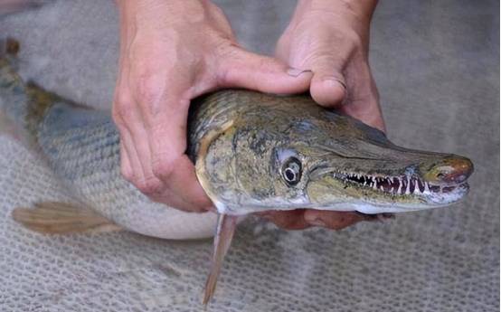 在广州,一片湖泊曾经被一群鳄雀鳝入侵,几乎将湖中的鱼类吃光.