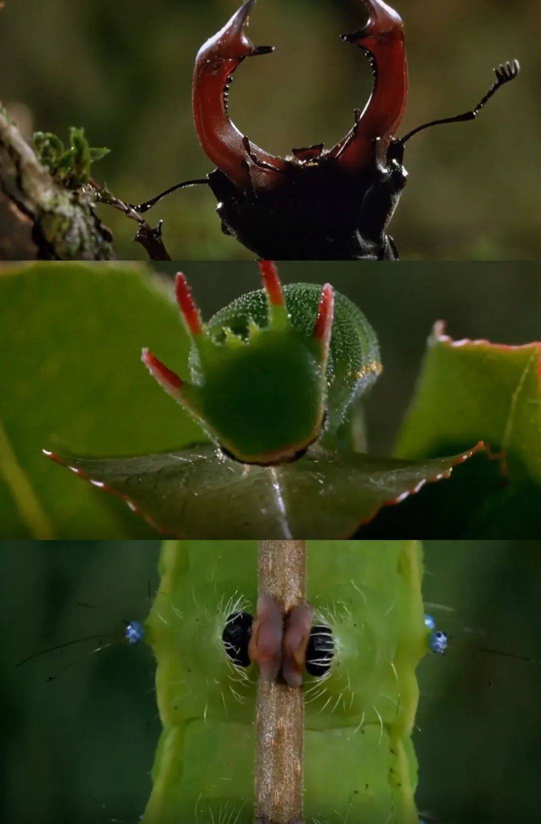 世界顶尖昆虫纪录片《微观世界》,让你明白为什么孩子对怪异朋友