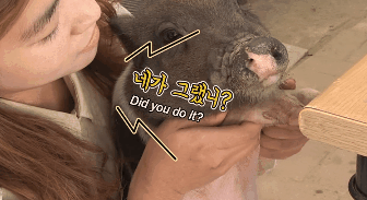 猫咪偷吃火腿肠,然后嫁祸给小猪 猫咪偷吃火腿肠,然后嫁祸给小猪