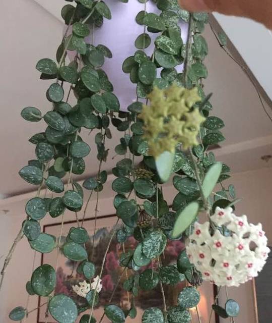 此新型室内盆栽植物，比绿萝好养，花叶俱美，四季开花，芳香四溢_手机