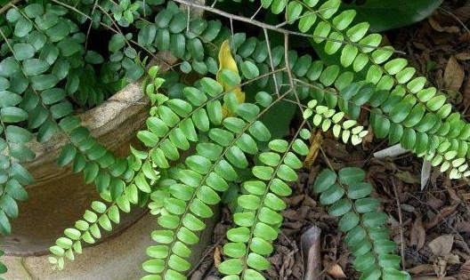 深山里这野草,叶如含羞草,人称"大力王",可是稀罕的治病良药_当归