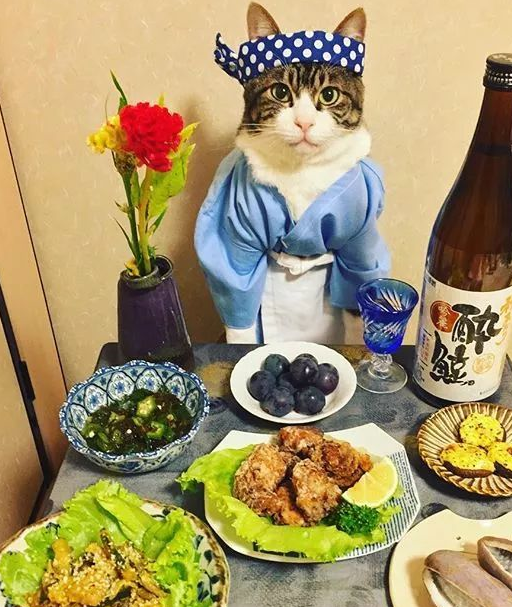 日本博主家的猫咪大厨走红，网友：一人一猫，一日三餐，羡慕了！
