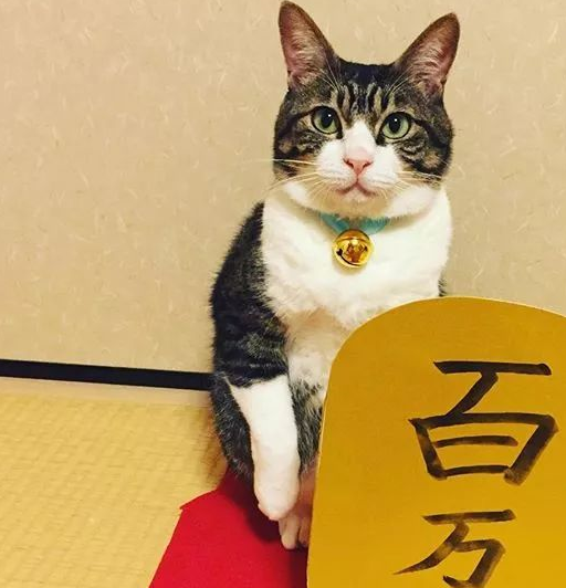 日本博主家的猫咪大厨走红，网友：一人一猫，一日三餐，羡慕了！