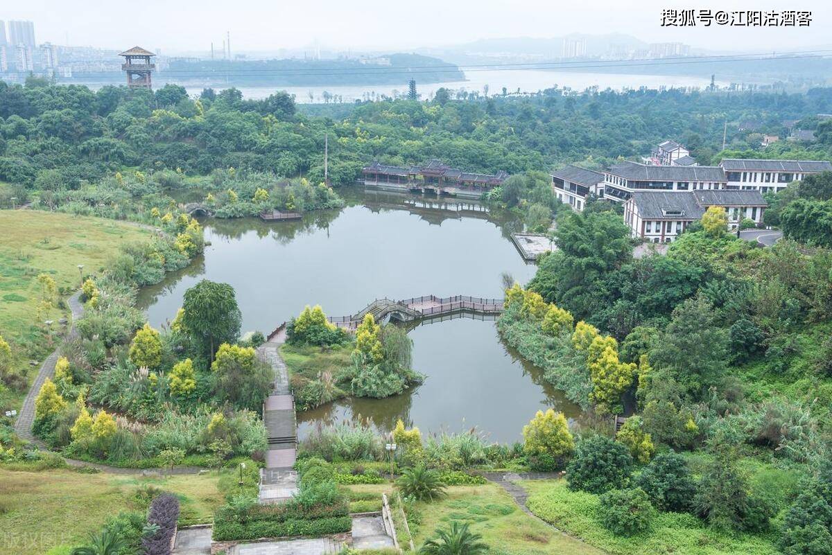 泸州有张坝,龙眼出芳华,长江边的那片近三百年的人造桂圆林_种植_地方