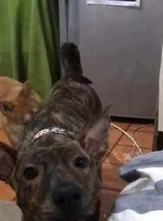 柴犬姐姐给土狗弟弟舔毛，不小心把舌头伸进嘴巴里 