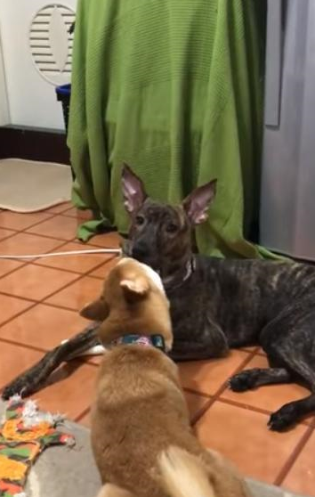 柴犬姐姐给土狗弟弟舔毛，不小心把舌头伸进嘴巴里 