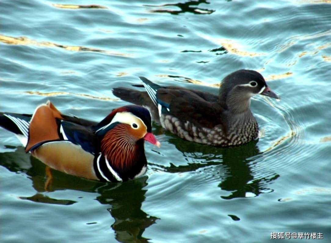 翠竹楼主原创词:浣溪沙—秋凉_平仄_鸳鸯_银杏