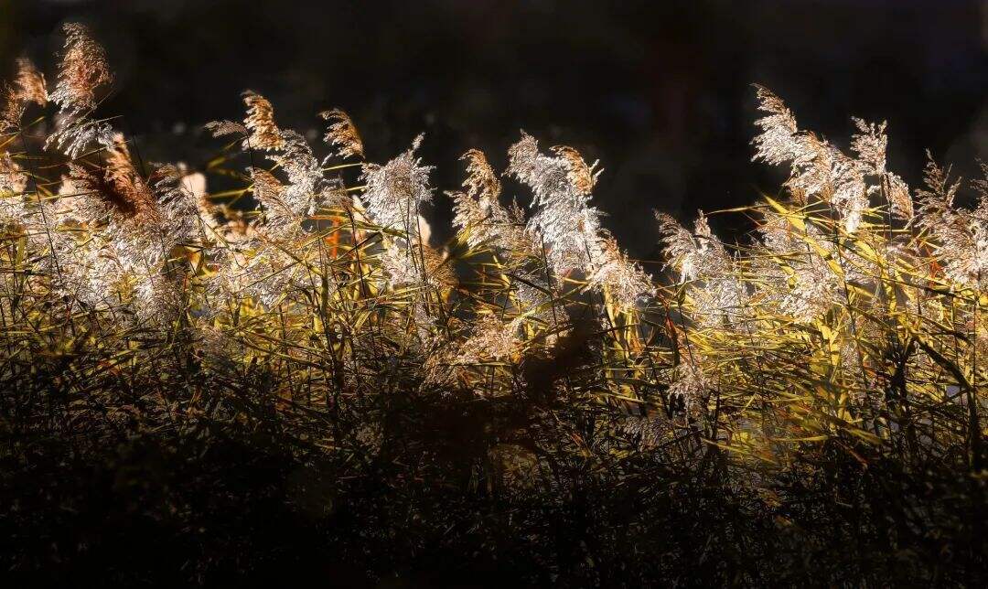 ",开花前为"芦",花后结实为"苇",因此葭,芦,苇,以及蒹,蒹葭等均指芦苇
