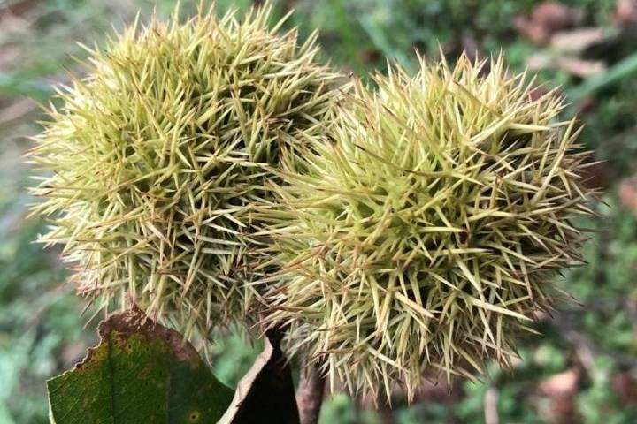 《七绝·打板栗》 手持竹篙上山岗，呼朋唤友扑栗忙_草丛_满堂