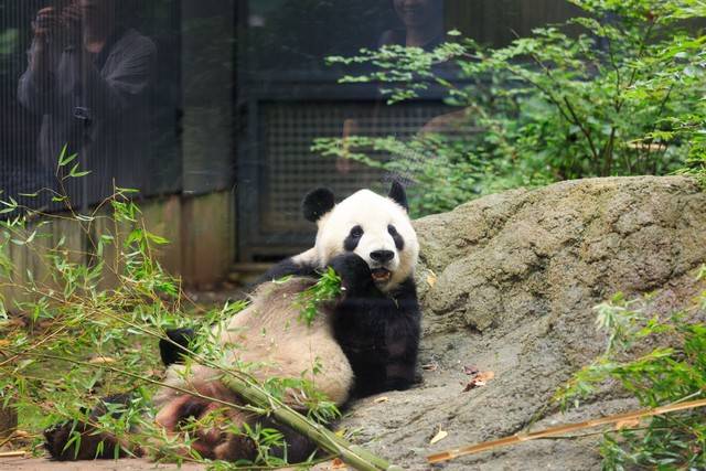 野生大熊猫被偶遇下一秒拔腿就跑,仿佛在说：你不要过来呀