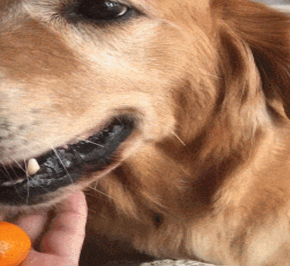 金毛把橘子藏在嘴里,被命令吐出来,吐出的个数让人笑喷_仓鼠_食物_意