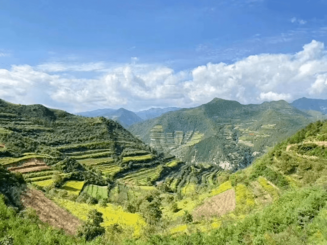 宝鸡市陈仓区拓石镇:柴胡地里看"丰"景 助农增收旺产业_种植_发展_中