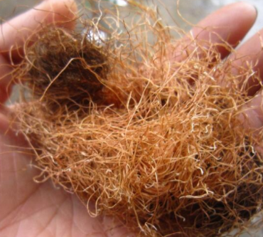 "1根玉米须,堪称2两金",用来煮水是个宝,可惜很多人不知道_时候_功效