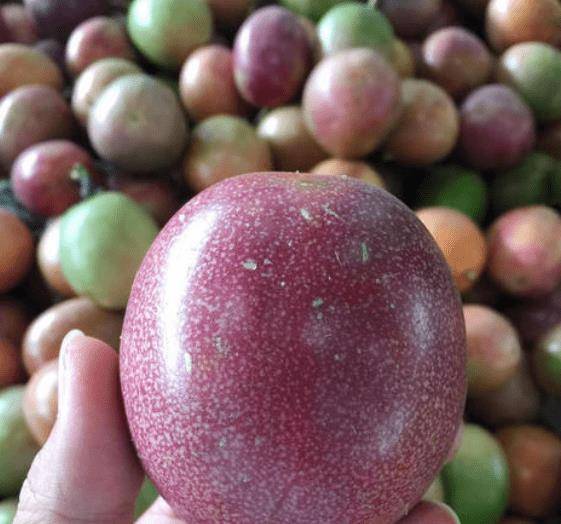 果农说:记住第四点,一切都是新鲜甜甜的_果实_甜果_味道