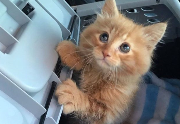 照顾瘦弱小奶猫放电眼神竟勾走志愿者的心收编成功_火星_宝宝_丽丽