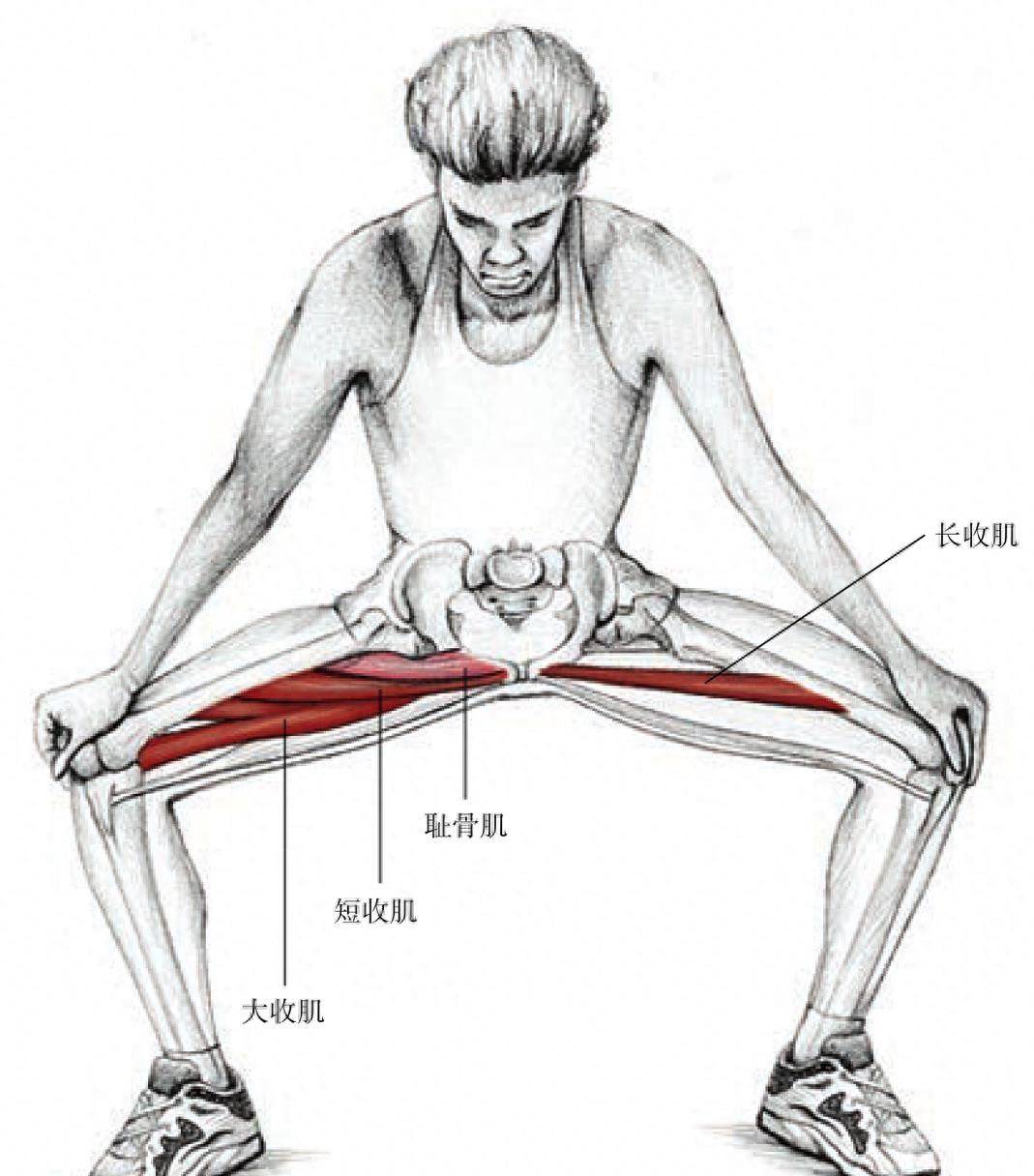 大腿内收肌解剖图图片