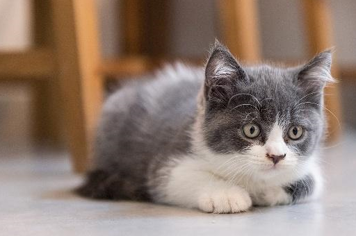 什么的品种猫,便宜好看可爱又粘人?_猫咪_花猫_因为