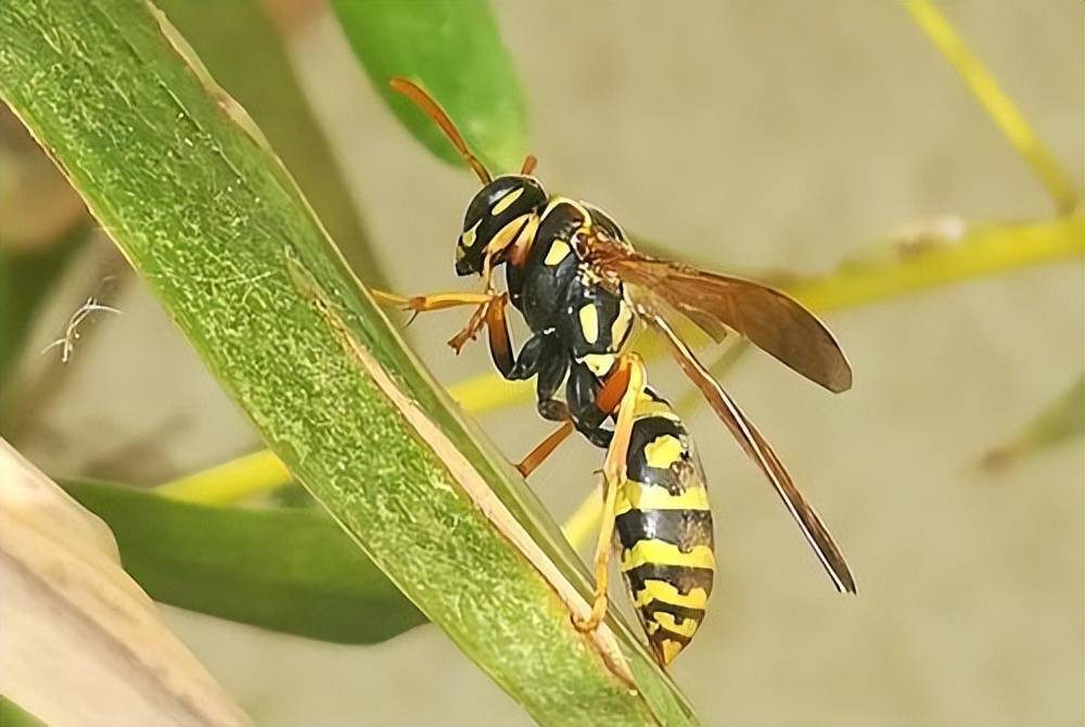 原创惹不起的黄蜂尾上针黄山一农妇被马蜂蜇手指后身亡什么马蜂这么毒