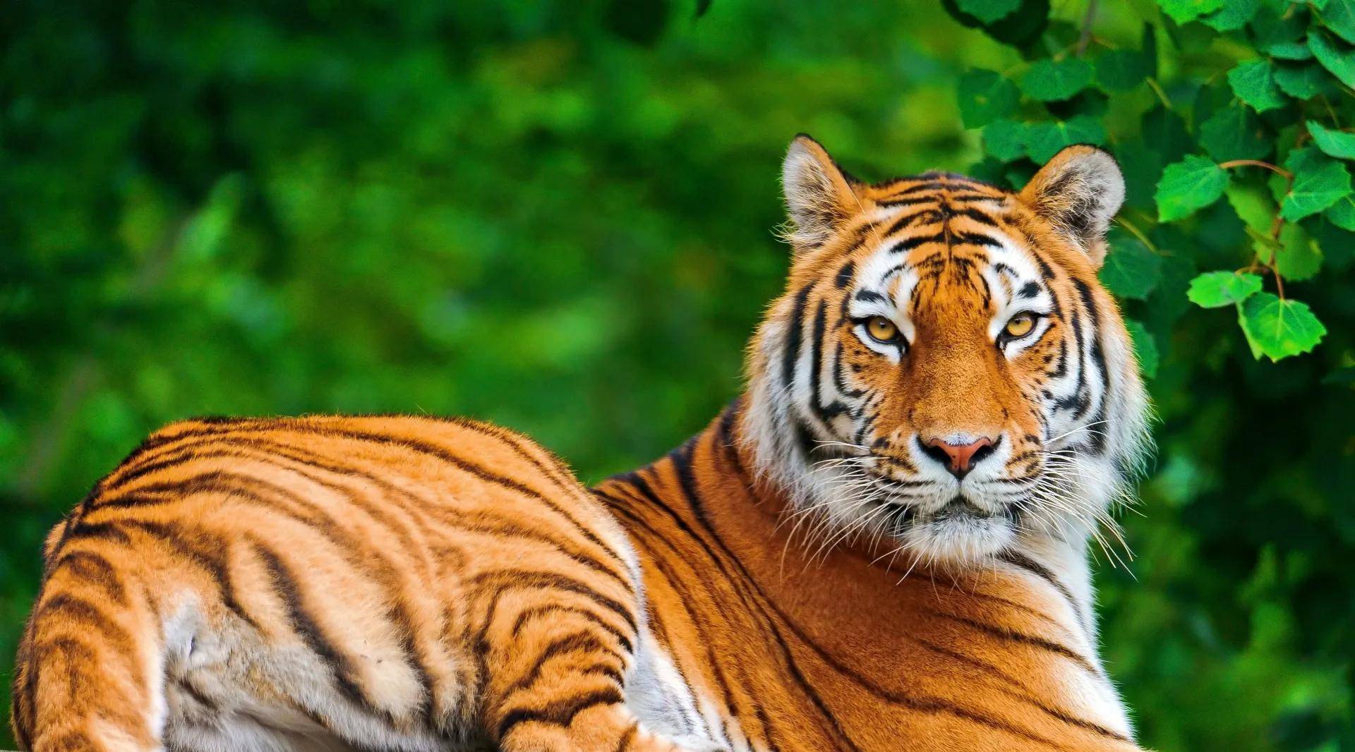 老虎的,现在普遍认为山东境内存在过的老虎为华南虎(也有人说是华北虎