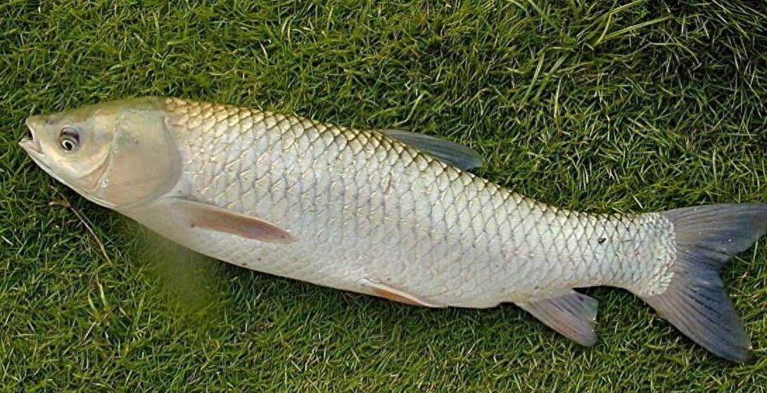 罾鱼蚂蜒河:实现吃鱼自由乐趣多,见过跳网的板黄鱼瘆人的七星子_钉子