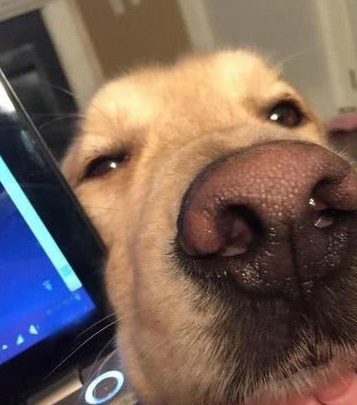 金毛发现主人玩电脑冷落它,暗中观察后拿出看家本领:装可怜!