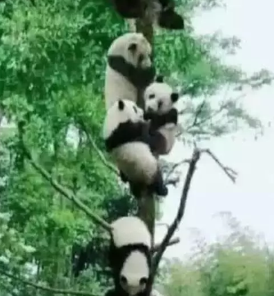 一群熊猫团子在爬树,网友:今年种下一只团子,来年长出一串熊猫 一群熊猫团子在爬树,网友:今年种下一只团子,来年长出一串熊猫